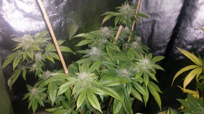 The Uk Awesome Member And Growers Thread