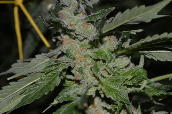 Coming Upon Week 7. Click Here To Salivate!!
