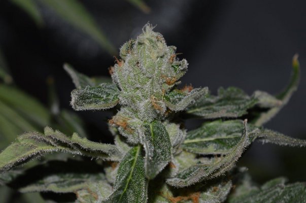 Coming Upon Week 7. Click Here To Salivate!!
