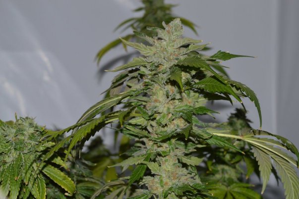 Coming Upon Week 7. Click Here To Salivate!!