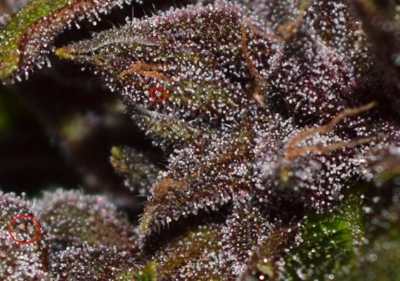 Breeding for whorls