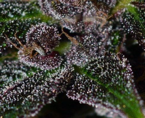 Breeding for whorls