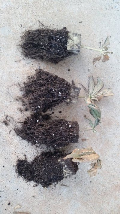 Rooted Fan Leaves