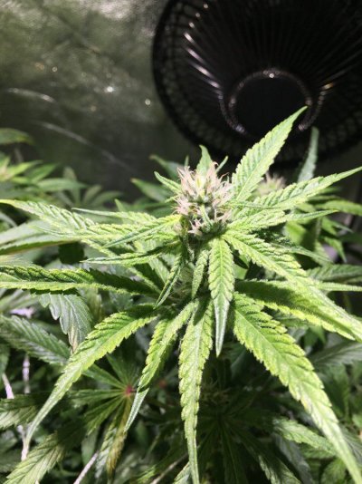 Finally Growing For The First Time (canna Coco)