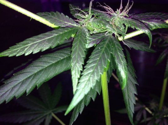 Weed Is Like Fuel For Me