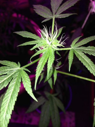 Weed Is Like Fuel For Me