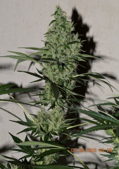 Breeding for whorls