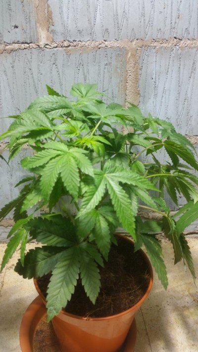 Sin City Seeds Bluelimepie / Bluepetrol