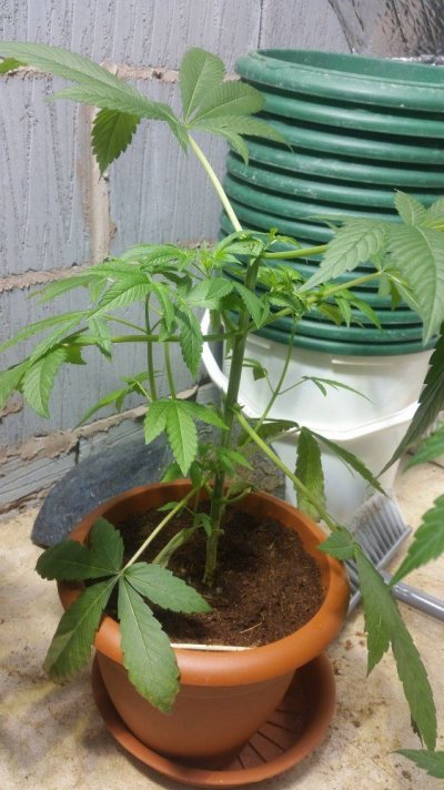 Sin City Seeds Bluelimepie / Bluepetrol