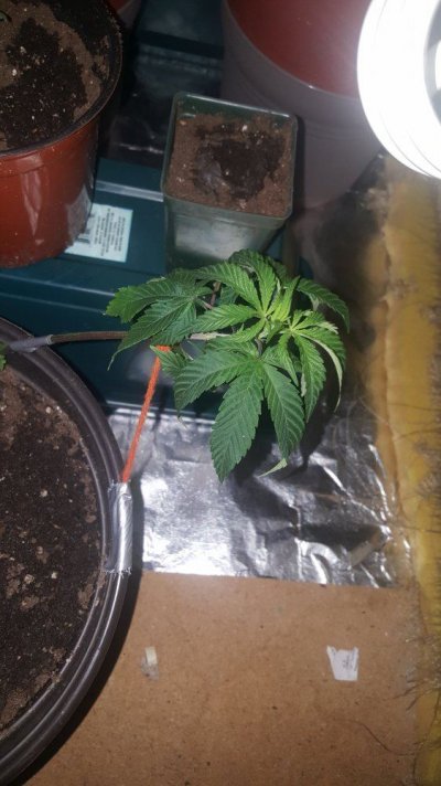 New, Here And To Indoor Growing.