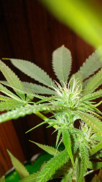 Led Grow