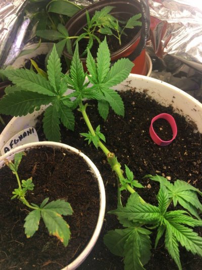 My Lovely Bunch Of Cannabis Plants!