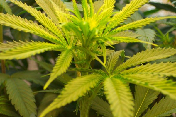 Double serrated leafs??