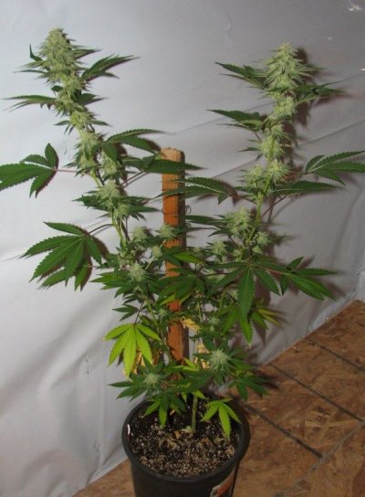 strawdog#1plant [800x600].jpg