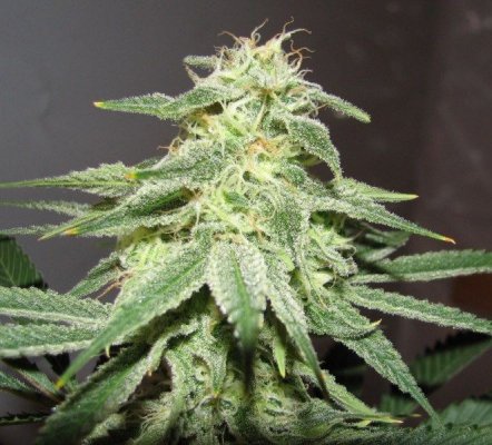 strawdog1 budCU [800x600].jpg
