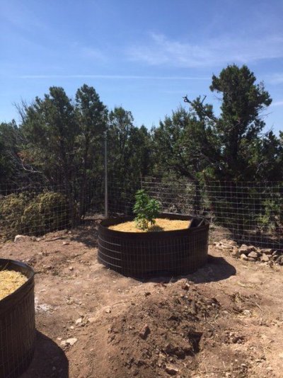 Colorado Outdoor Greenhouse Big Plant