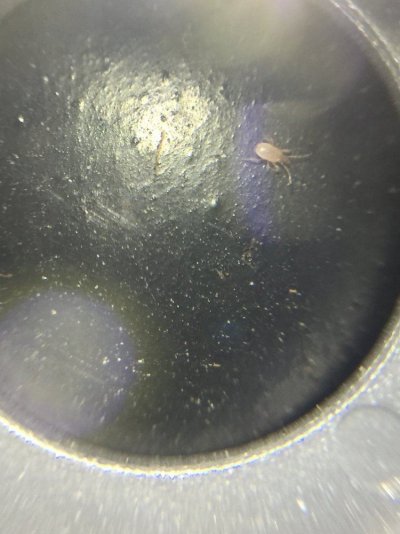 Root Aphids, Fungus Gnats, and other fun bugs (ID PICS)