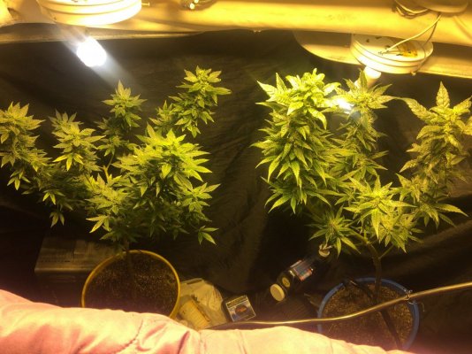 I Could Use Some Growers To Chat With.