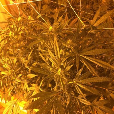 Gorilla Glue 4 X Longbottom Leaf