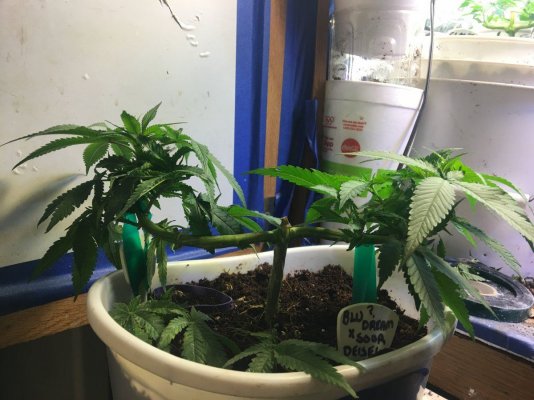 I Could Use Some Growers To Chat With.