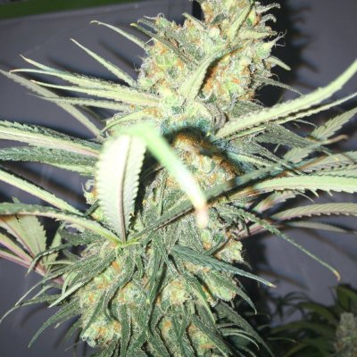 Pre 98 Bubba Kush & Afghani *led Grow*
