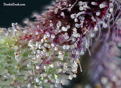 DoobieDuck's Macro Cannabis Images