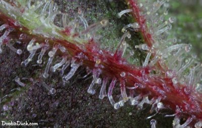 DoobieDuck's Macro Cannabis Images