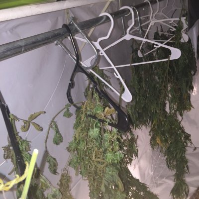 Pre 98 Bubba Kush & Afghani *led Grow*