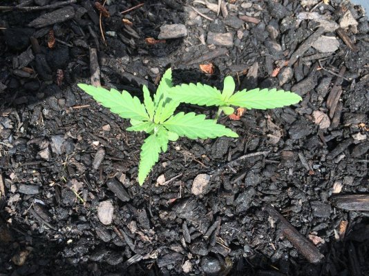 Planting Autos Tomorrow