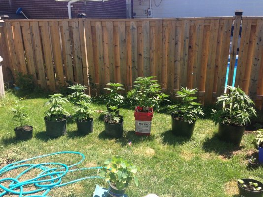 should-i-be-concerned-about-temp-when-growing-in-pots.jpeg