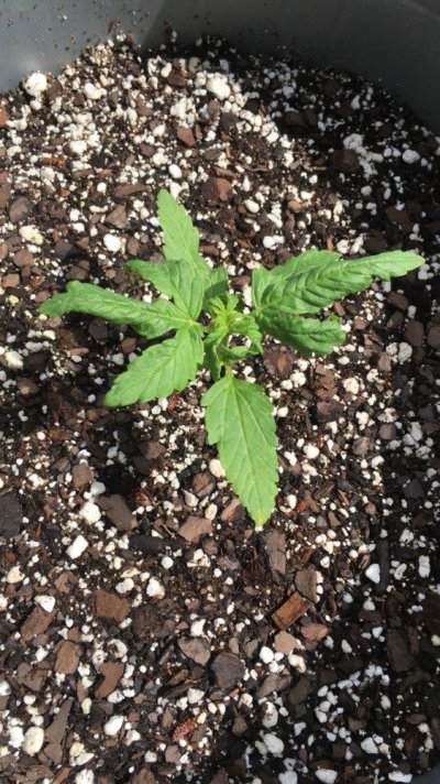 Planting Autos Tomorrow