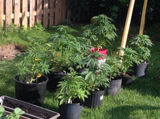 Experienced Info On Pot/container Size??