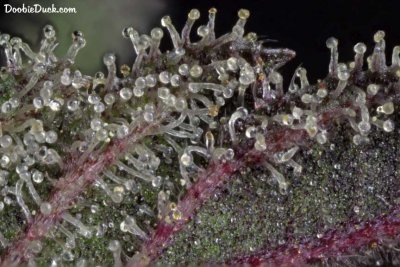 DoobieDuck's Macro Cannabis Images