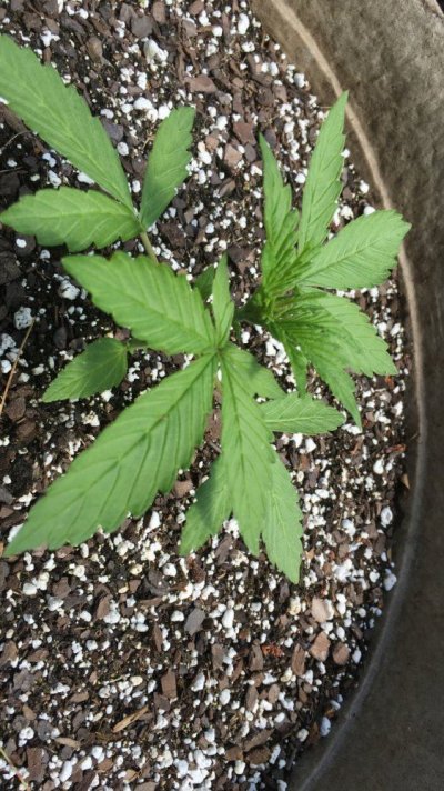 Planting Autos Tomorrow