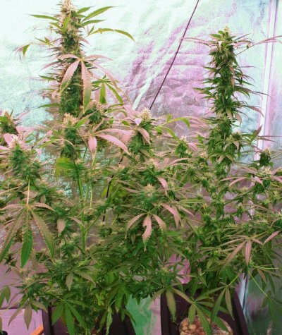 hydroponic-research-vs-emerald-harvest.jpg
