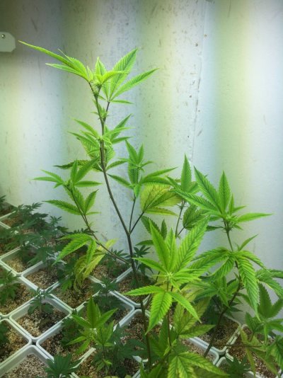 plants-look-droopy-and-yellowish.jpeg