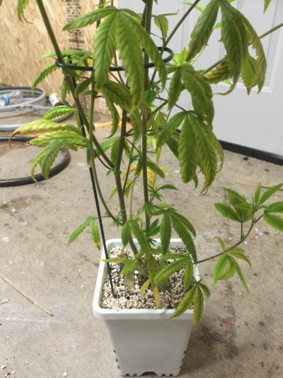 plants-look-droopy-and-yellowish-9.jpeg
