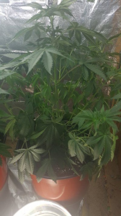 Could Really Use Some Help.