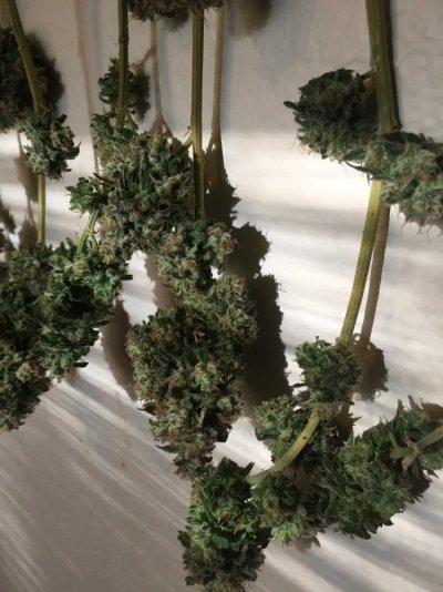 Harvest Day!!