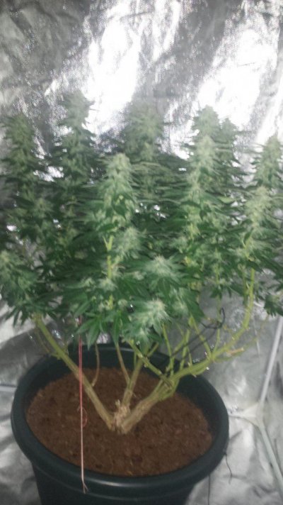 Dinafem Og Kush Grow