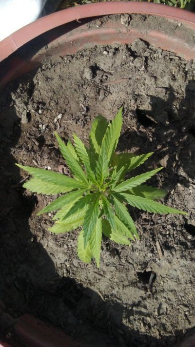 First Time Growing