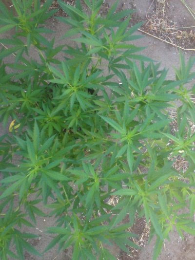 Should My Outdoors Be Throwing Hairs All Ready?