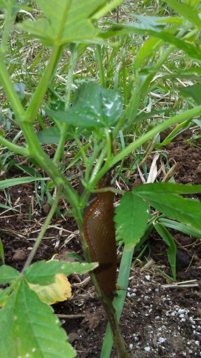 Slugs?