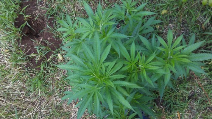 Pnw Outdoor Clones/seeds