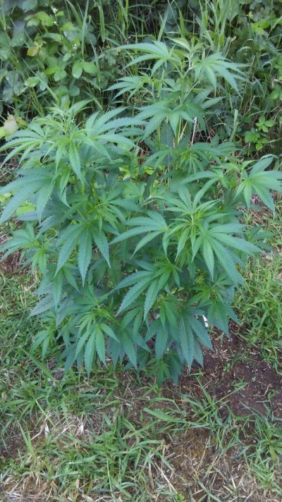 Pnw Outdoor Clones/seeds