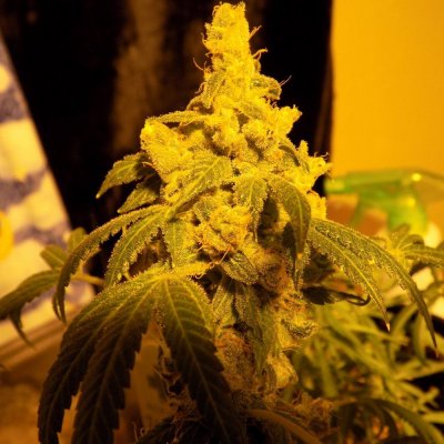 What Makes Buds Get All Poddy Looking ?