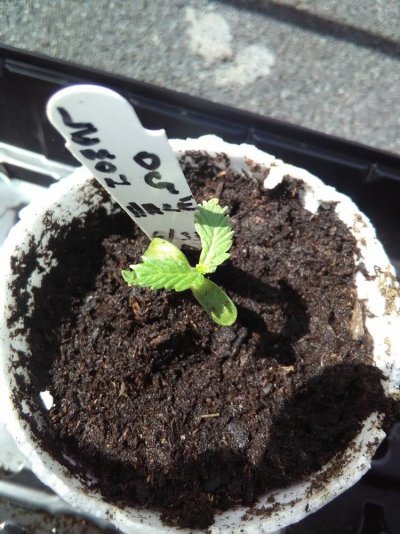 grow-15.jpg