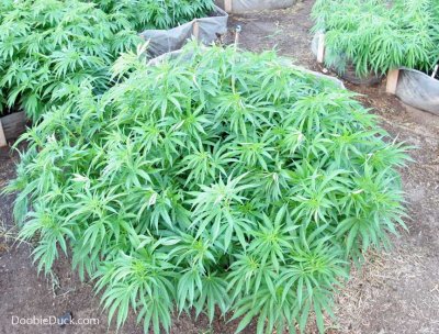 Summer 2016 In The Greenhouse With Doobieduck