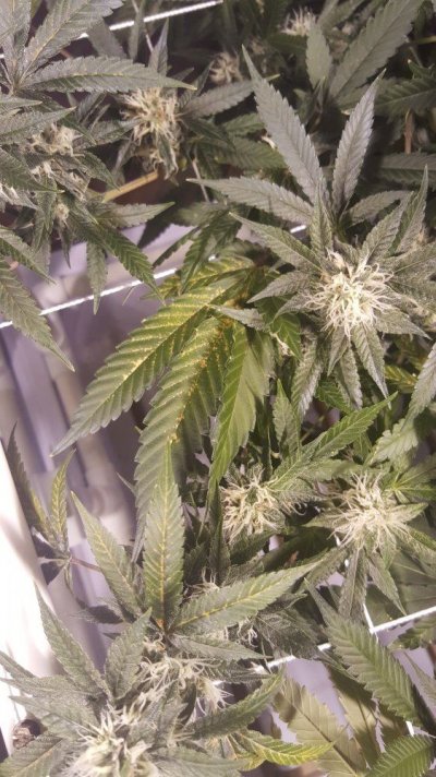 Leaf Color Week 5 Flower