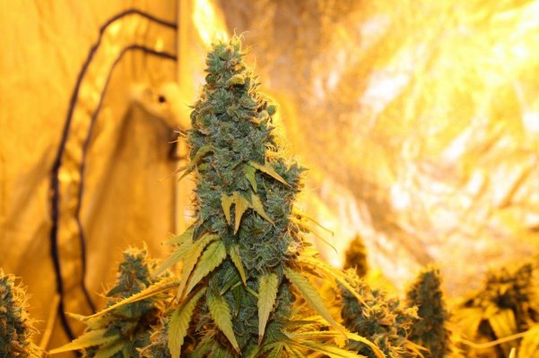 moshi grow 005.jpg